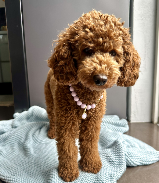 Personalisierbare Perlenkette für Hunde mit Anhänger: Namenskette Hundekette